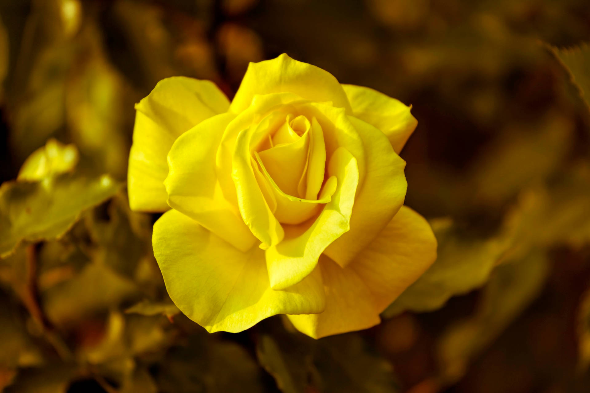 হলুদ গোলাপ ফুল ওয়ালপেপার