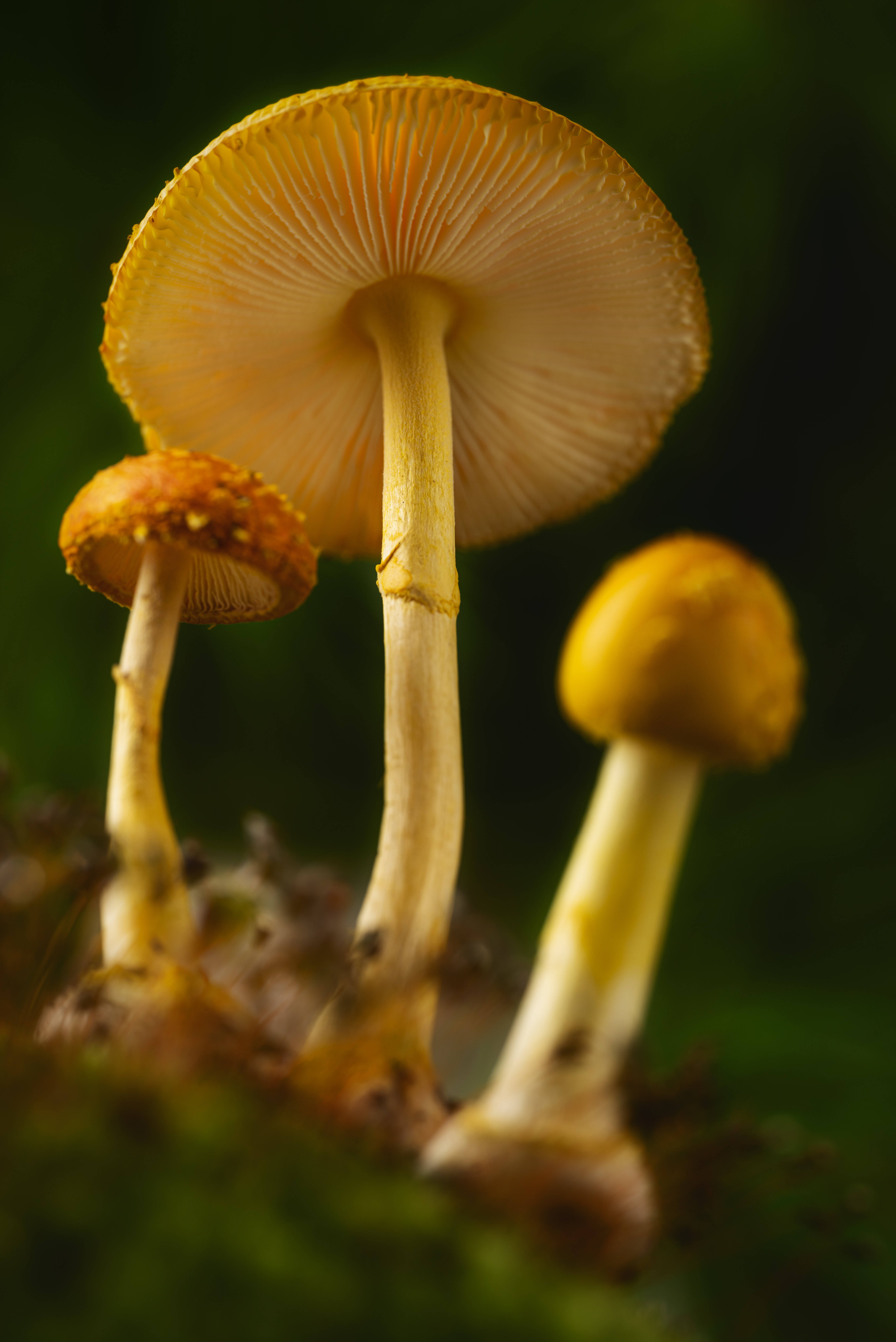 হলুদ মাশরুম নান্দনিক ওয়ালপেপার