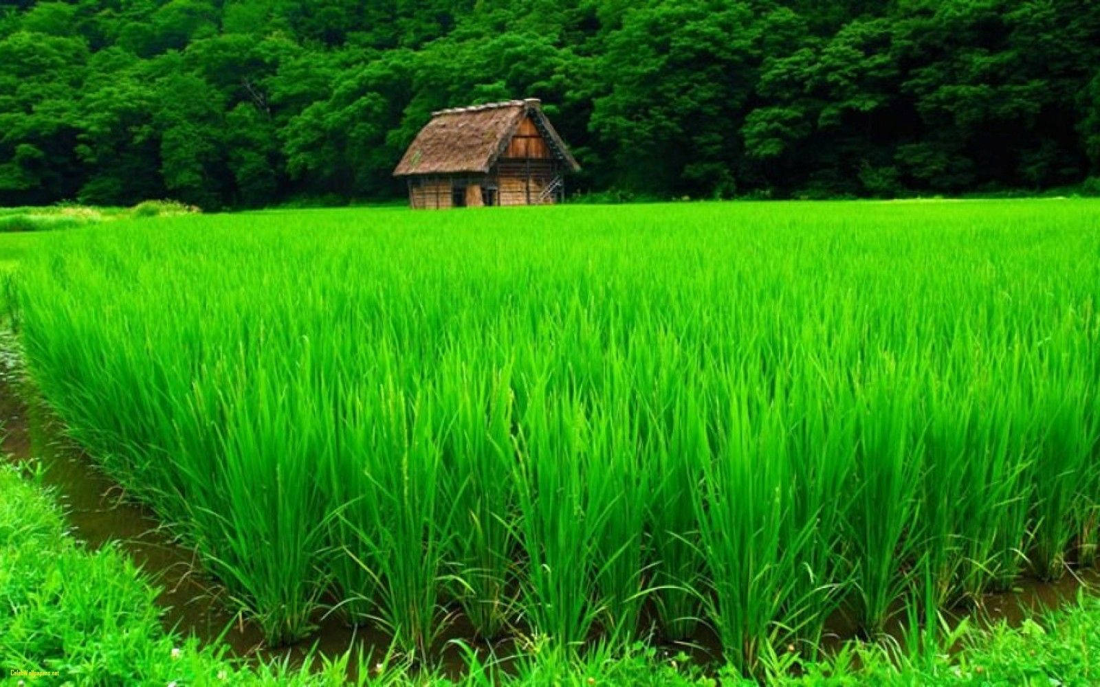 ৪কে প্রকৃতির খামার ওয়ালপেপার