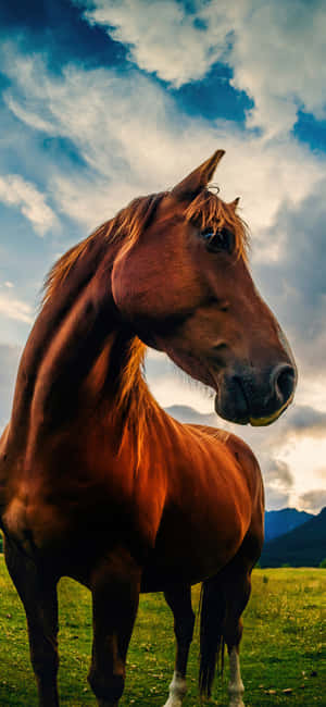 Beautiful Horse Iphone — জিয়াওমি ১৭ আল্ট্রা ওয়ালপেপার
