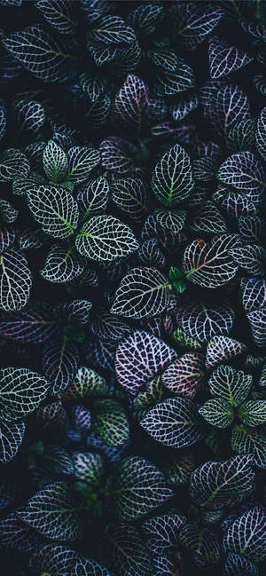 Plants Iphone — ফুলের আইফোন ওয়ালপেপার