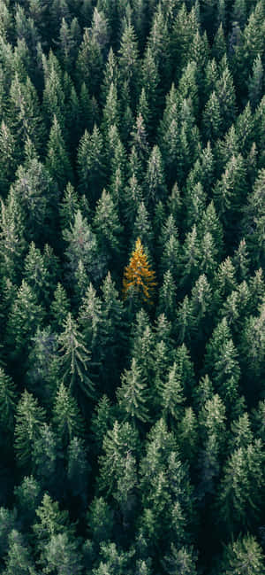 Trees Iphone — রেডমি নোট ওয়ালপেপার