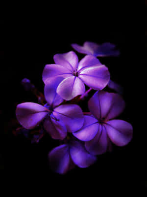 অন্ধকারে বেগুনি ফুল — গা dark ো ফুল ওয়ালপেপার