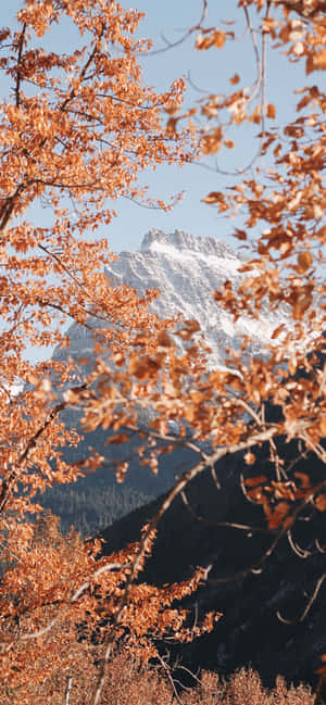 এসথেটিক হোম স্ক্রিন মাউন্টেন অটাম ট্রিজ — শরৎ ওয়ালপেপার