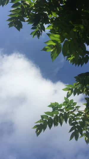 নান্দনিক আকাশের ছবি