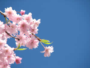 গোলাপী ফুলের ব্যাকগ্রাউন্ড