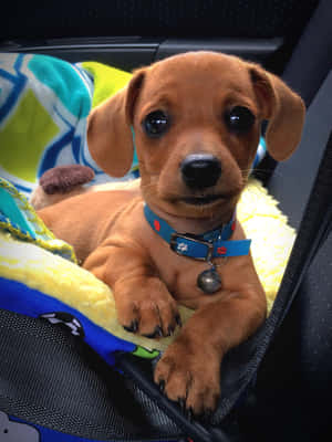Dachshund কুকুরছানার ছবি — আইপ্যাড এয়ার ১৩ ওয়ালপেপার