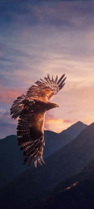 উড়ন্ত পাখি শিকারি পাখি বাজপাখি — 1080x2400 ওয়ালপেপার