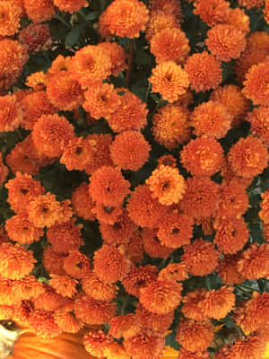 কমলা নান্দনিকতার ছবি — 2048x2732 ওয়ালপেপার