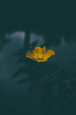 হলুদ ফুল ম্লান — ম্লান ওয়ালপেপার