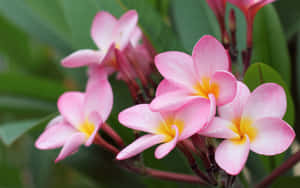 সুন্দর ফুলের ছবি