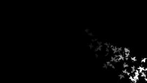 নান্দনিক কালো-সাদা ছবি