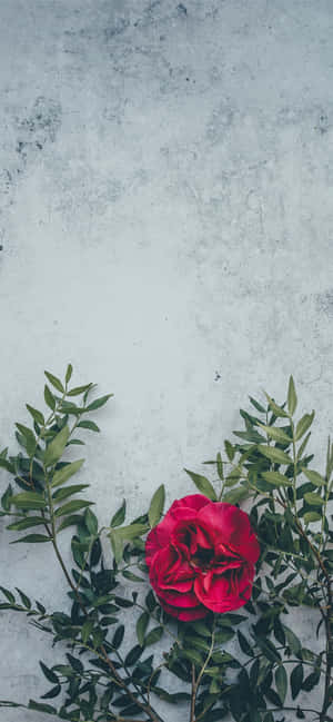 লাল ফুলের ব্যাকগ্রাউন্ড — 1170x2532 ওয়ালপেপার