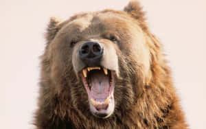ভালুক আক্রমণের ছবি — Cute bear ওয়ালপেপার