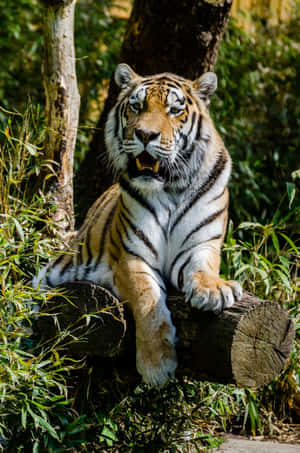 বাঘের ছবি — বাঘ ওয়ালপেপার