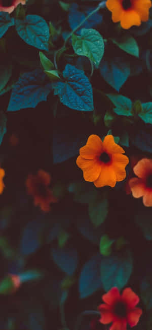 আইফোন ১১ ছবি — ফুল আইফোন ওয়ালপেপার