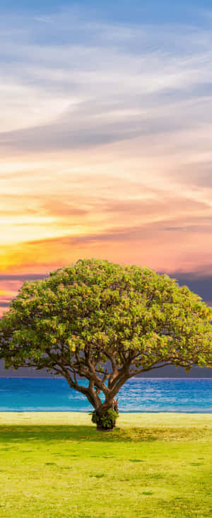 1080x2636 — জিয়াওমি মিক্স ফ্লিপ ২ ওয়ালপেপার