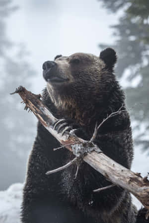 ভালুক আক্রমণের ছবি — Cute bear ওয়ালপেপার