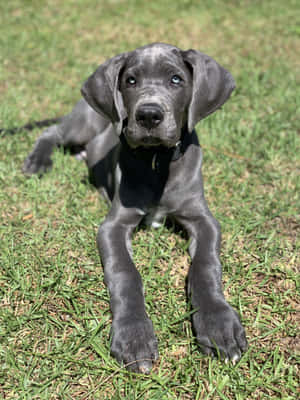 গ্রেট ডেন কুকুরছানার ছবি — ৩:৪ ওয়ালপেপার