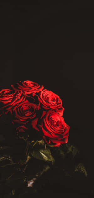 লাল ফুলের ব্যাকগ্রাউন্ড — আইফোন ১৬ই ওয়ালপেপার