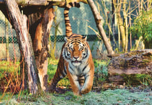 জঙ্গলে শিকার খোঁজা মহিমান্বিত বাঘ — বাঘ ওয়ালপেপার