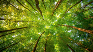 জঙ্গলের ব্যাকগ্রাউন্ড — বন দৃশ্য ওয়ালপেপার