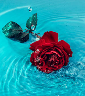 জল গোলাপ নান্দনিক