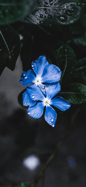 প্ল্যান্ট আইফোন — গ্যালাক্সি A18 ওয়ালপেপার