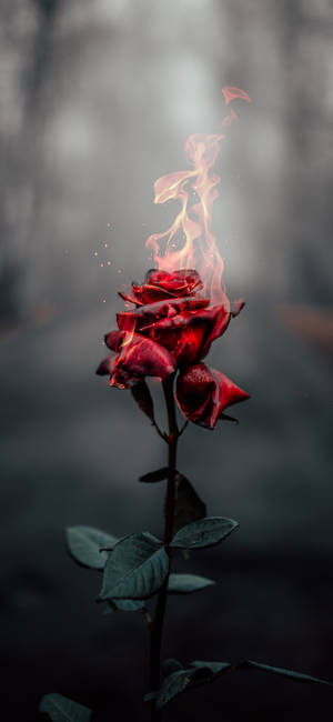 নান্দনিক আইফোন এক্সআর — আইফোন এক্স ওয়ালপেপার