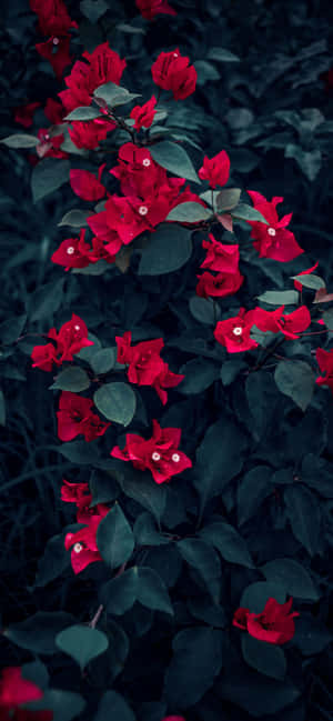 আইফোন ফুল — আইফোন ১৫ প্রো ওয়ালপেপার