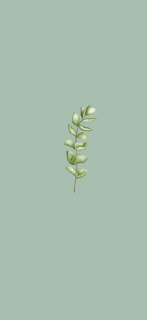 Sage Green Aesthetic pictures — আইফোন ১৬ প্রো ম্যাক্স ওয়ালপেপার
