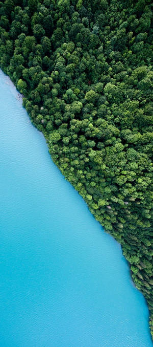 নেচার ফোন ট্রিজ সি — 1080x2400 ওয়ালপেপার