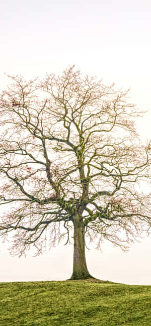 1284x2778 — গ্যালাক্সি এস২৪ এফই ওয়ালপেপার