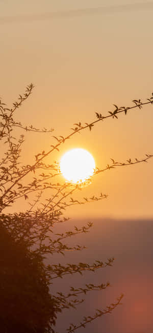 1290x2796 — অনার ম্যাজিক8 ওয়ালপেপার