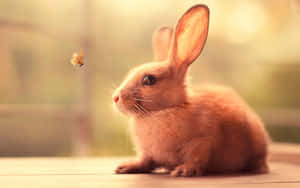 1280x800 — 1280x800 ওয়ালপেপার