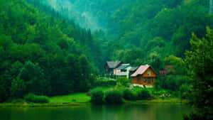 বনের ব্যাকগ্রাউন্ড
