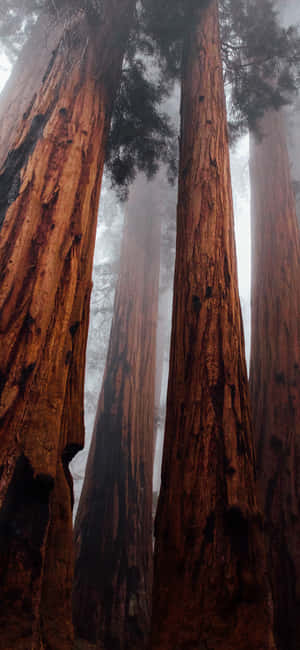 Trees Iphone — রেডমি নোট ওয়ালপেপার