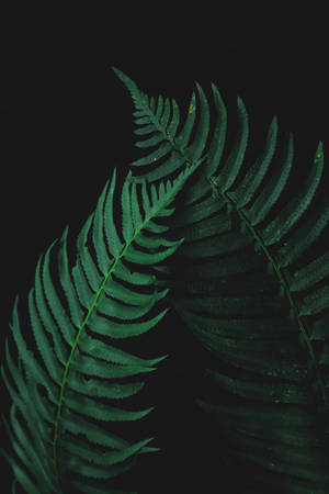 ফার্ন পাতা ম্লান — ম্লান ওয়ালপেপার