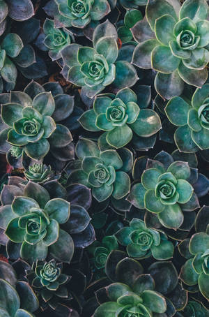 Echeveria রসালো সবুজ নান্দনিক ওয়ালপেপার — 1920x1080 ওয়ালপেপার