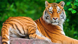 প্রাকৃতিক আবাসস্থলে রাজসিক বাঘ — বাঘ ওয়ালপেপার