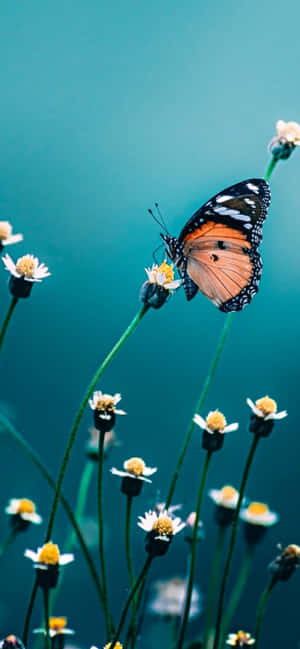 আইফোন ফুল — গ্যালাক্সি A16 ওয়ালপেপার