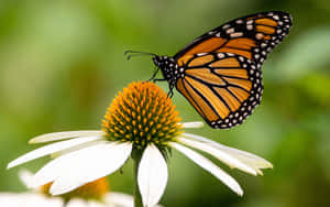 1280x800 — 1280x800 ওয়ালপেপার
