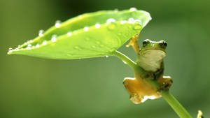 বসন্তের বৃষ্টিতে কাওয়াই ব্যাঙ ওয়ালপেপার