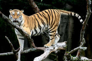 বাঘের ছবি — বাঘ ওয়ালপেপার