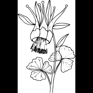 বুনো ফুলের স্কেচ শিল্পকর্ম
