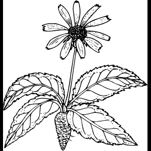 বুনোফুল_ স্কেচ_ চিত্রণ.png