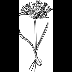 বুনোফুল_ স্কেচ_ শিল্পকর্ম