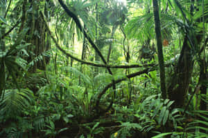 বৃষ্টি অরণ্যের ব্যাকগ্রাউন্ড — ম্যাকবুক এয়ার ১৩ ওয়ালপেপার