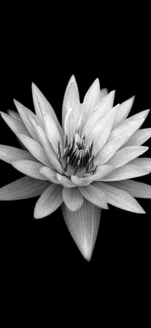 কালো সহ ফুল — ভিভো X300 Pro ওয়ালপেপার