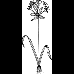 মার্জিত কালো বুনো ফুলের স্কেচ
